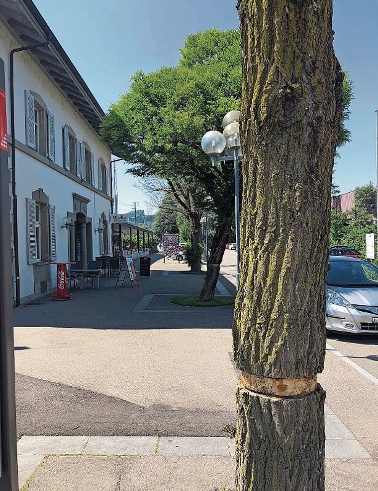 Das Ringeln des Stammes: Todesurteil für die Bäume auf dem Bahnhofplatz Hedingen. (Bild Christine Häusermann)
