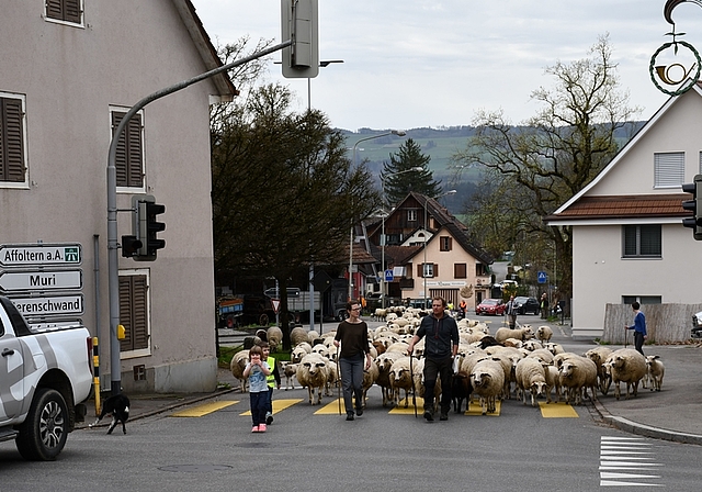 Die Schafherde der Familie Frei zog am Mittwochnachmittag durch das Zentrum von Ottenbach. (Bild Dominik Stierli)