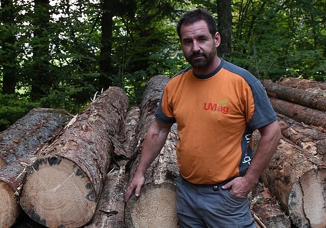 Ueli Müller im Affoltemer Wald vor einem Teil des befallenen Holzes. Die blau-grauen Verfärbungen (sog. «Bläuepilze») vermindern die Holzqualität. (Bilder Livia Häberling)