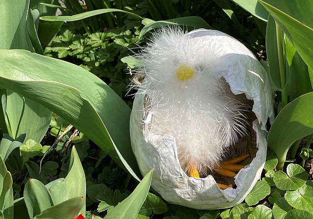 «So wie ein junges Küken, das aus der harten Schale herausschlüpft, kann es auch uns im Leben widerfahren, dass wir wieder zurückfinden in die Verbundenheit und in die Lebensfreude», sagt Pfarrerin Irene Girardet Fischer. (Bild zvg)