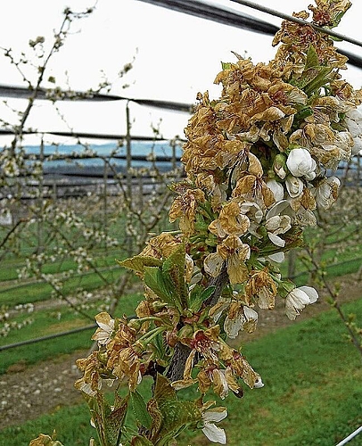 An den jungen Bäumen sind die Blüten mehrheitlich erfroren. An den jungen Bäumen sind die Blüten mehrheitlich erfroren.