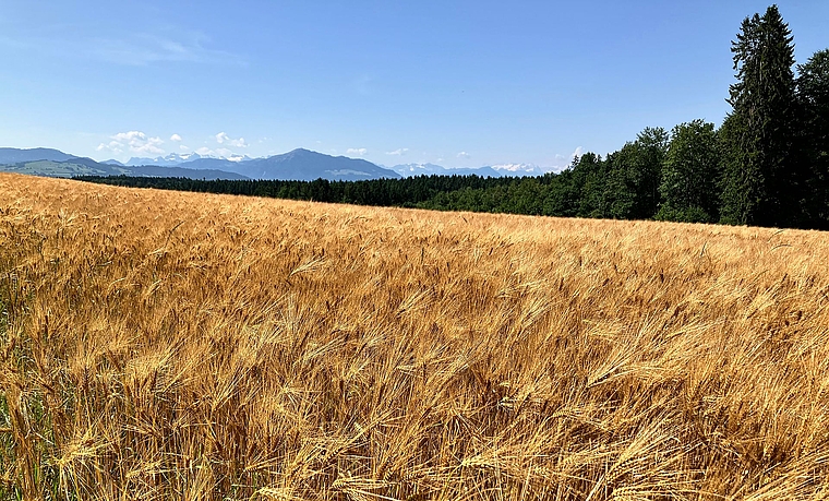 Dieses Gerstenfeld bei Kappel war Mitte Juni schon fast erntereif. (Bild Marianne Voss)