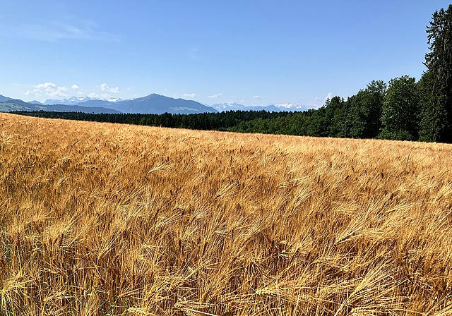 Dieses Gerstenfeld bei Kappel war Mitte Juni schon fast erntereif. (Bild Marianne Voss)