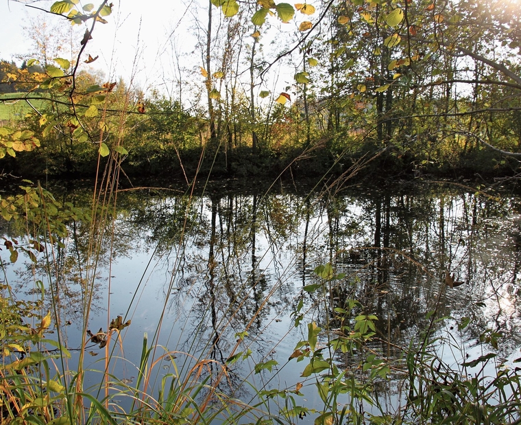 Ein idyllisches Gewässer: der Lochenweiher in Bonstetten. (Archivbild Florian Hofer)
