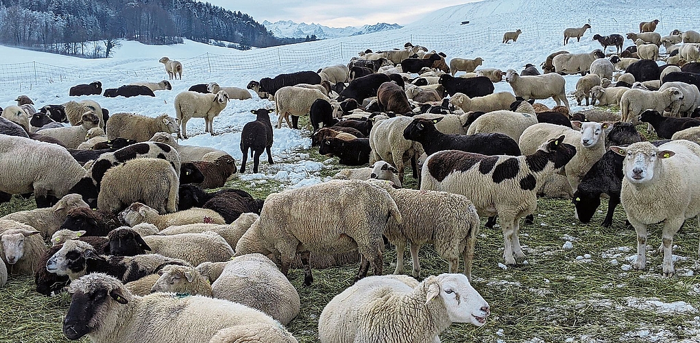 Friedlich weidende Schafe oberhalb Bonstetten – mit Blick aufs Feldenmoos. (Bild Judith Grundmann, Bonstetten)