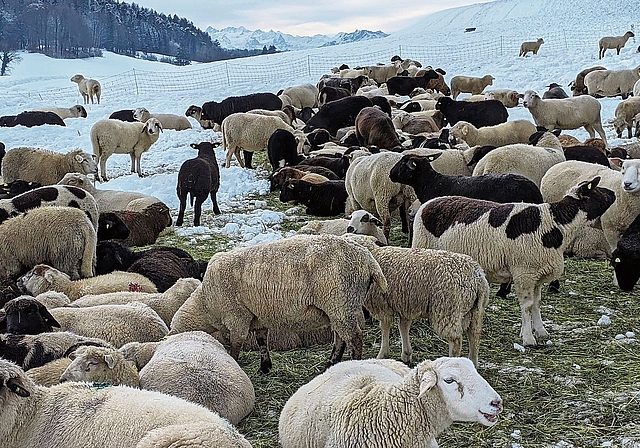 Friedlich weidende Schafe oberhalb Bonstetten – mit Blick aufs Feldenmoos. (Bild Judith Grundmann, Bonstetten)