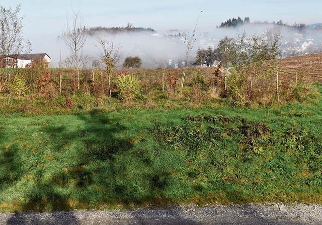 Diese Sträucher und Bäume sind als Sichtschutz zwischen der Kiesgrube und dem Siedlungsgebiet Knonau vorgesehen. Diesen Zweck erfüllt sie heute noch nicht. Um das Ganze zu beschleunigen, wurde der Sichtschutz mithilfe eines 2,5 Meter hohen Erdwall
