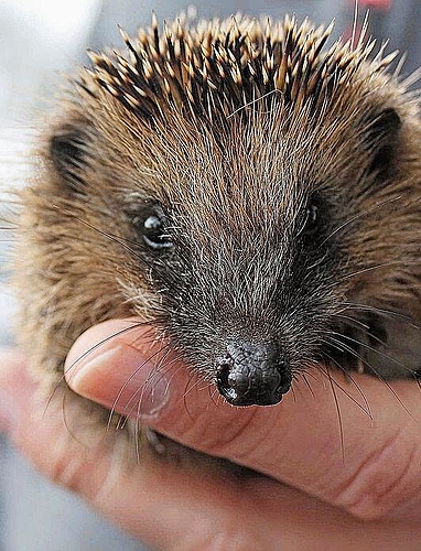 Putzige Tiere – doch wenn Igel krank werden, wird es aufwendig.

