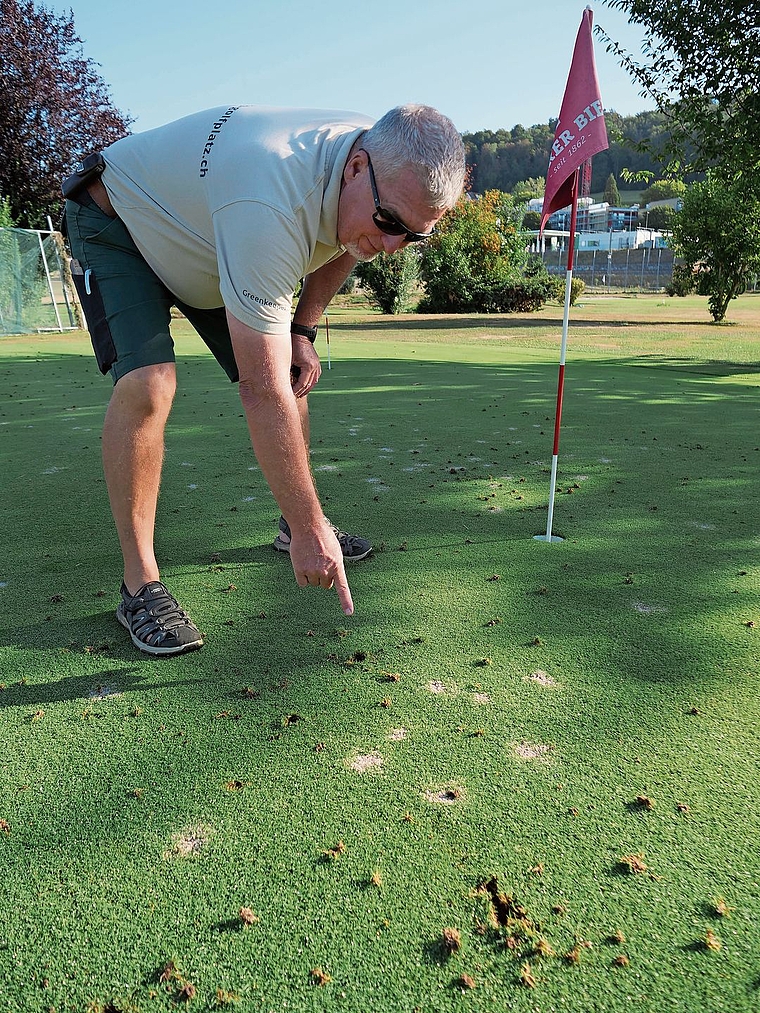Greenkeeper Bob ten Siethoff ärgert sich über die hungrige Krähen, die zusätzliche Löcher in seine Greens machen. (Bild cle)