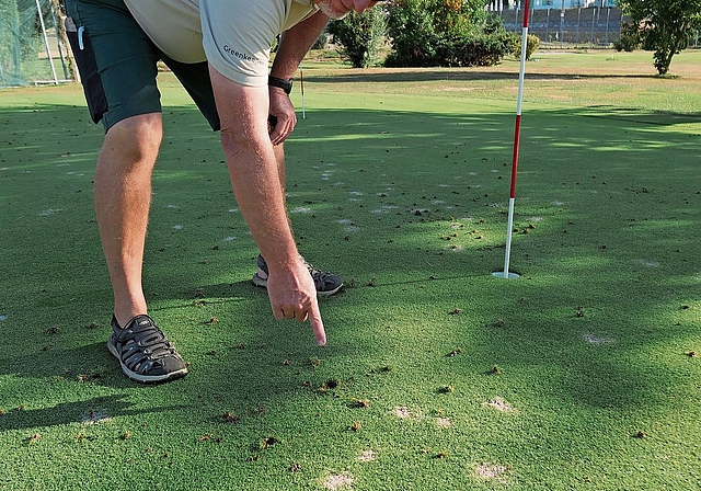 Greenkeeper Bob ten Siethoff ärgert sich über die hungrige Krähen, die zusätzliche Löcher in seine Greens machen. (Bild cle)