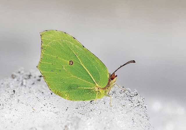 Der einheimische Zitronenfalter, der Eichelhäher und der Igel haben ganz unterschiedliche Strategien, um die kalten Wintertage im Säuliamt zu überstehen. (Bilder: rechts und links istock und Mitte Michael Gerber)
