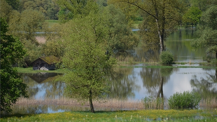 Die Maschwander Allmend ist von der Reuss bis zur Lorze und darüber hinaus überschwemmt. (Bild Salomon Schneider)