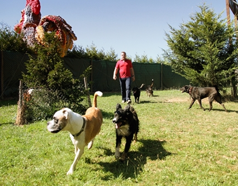Paradies für Ferienhunde: Hundeflüsterer Franz Scherer mit seinen Gästen. (Bild zvg)
