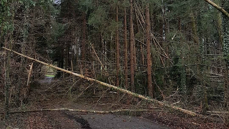 Waldstrasse gesperrt auch in Zwillikon. (Bilder zvg.) Waldstrasse gesperrt auch in Zwillikon. (Bilder zvg.)