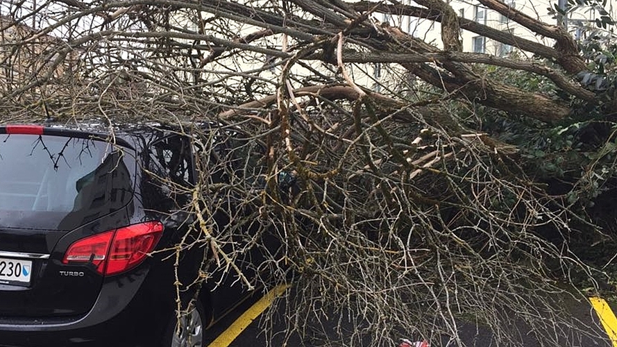 Affoltern: Ein Baum landete auf einem parkierten Auto... Affoltern: Ein Baum landete auf einem parkierten Auto...