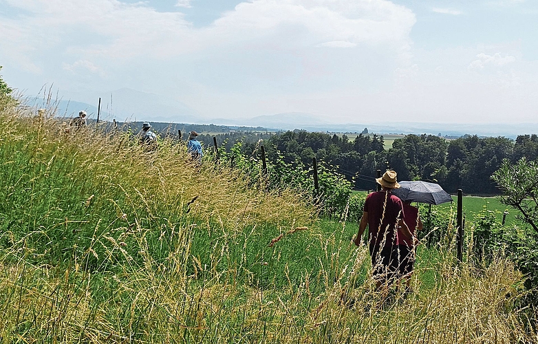 Ein Teil der Wiese im steilen Hang wird stehen gelassen, damit besondere Blumenarten versamen können. Der Rest wird für die Schafe geheut. Ein Teil der Wiese im steilen Hang wird stehen gelassen, damit besondere Blumenarten versamen können. Der Rest wird für die Schafe geheut.