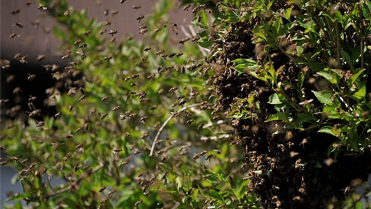 Dieser Bienenschwarm, fotografiert in Bickwil, hat ein Gewicht von mehr als zwei Kilogramm und besteht aus weit über 10000 Bienen. (Bild Salomon Schneider)