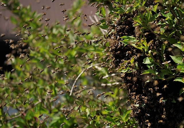 Dieser Bienenschwarm, fotografiert in Bickwil, hat ein Gewicht von mehr als zwei Kilogramm und besteht aus weit über 10000 Bienen. (Bild Salomon Schneider)