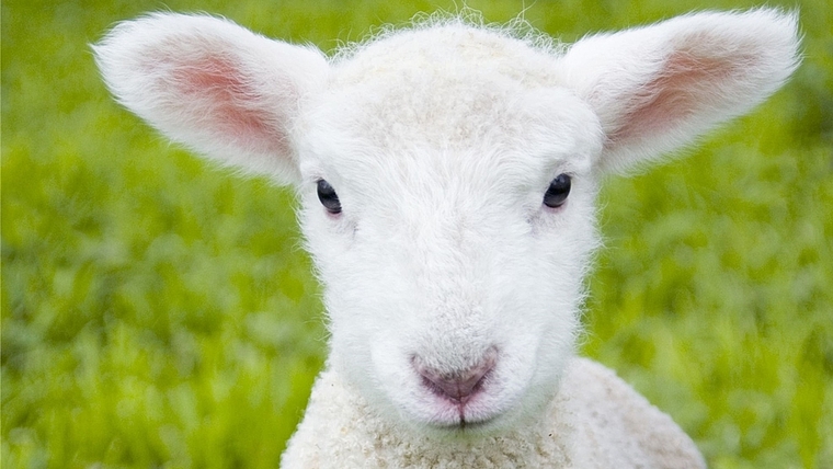 Das Lamm- zwischen Kommerz und Karfreitag. (Bild zvg.)