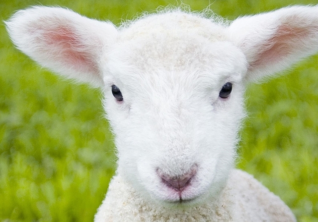Das Lamm- zwischen Kommerz und Karfreitag. (Bild zvg.)