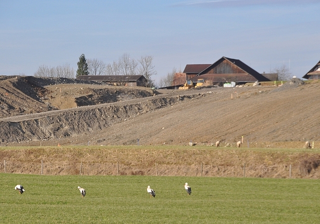 Bald ist die ehemalige Kiesgrube im Maschwander Ausserdorf vollständig aufgefüllt. Es entstehen Magerwiese, Tümpel und Kulturland – ein Eldorado für Störche und Schafe. Im Hintergrund der Hof der Arealbesitzer Marlene und Felix Leutert. (Bild 