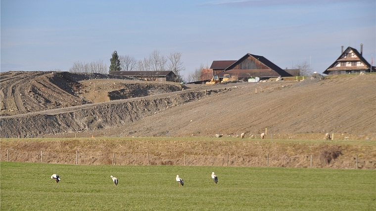 Bald ist die ehemalige Kiesgrube im Maschwander Ausserdorf vollständig aufgefüllt. Es entstehen Magerwiese, Tümpel und Kulturland – ein Eldorado für Störche und Schafe. Im Hintergrund der Hof der Arealbesitzer Marlene und Felix Leutert. (Bild