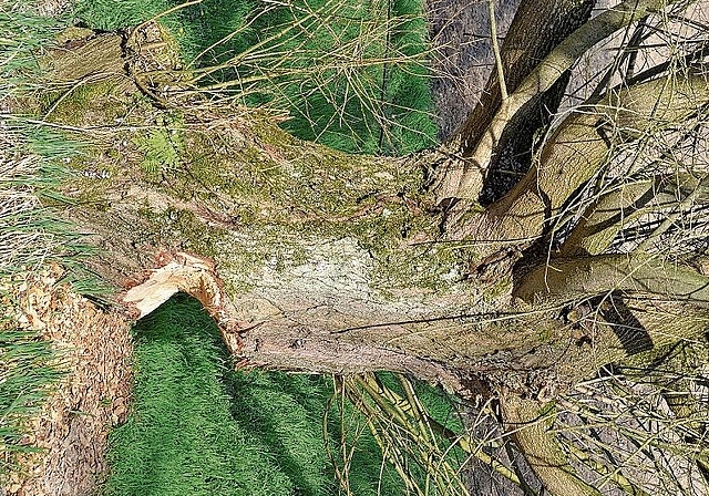 Ambitiöse Absichten: Biberspuren am Fabrikkanal in Ottenbach. (Bild Martin Mullis)