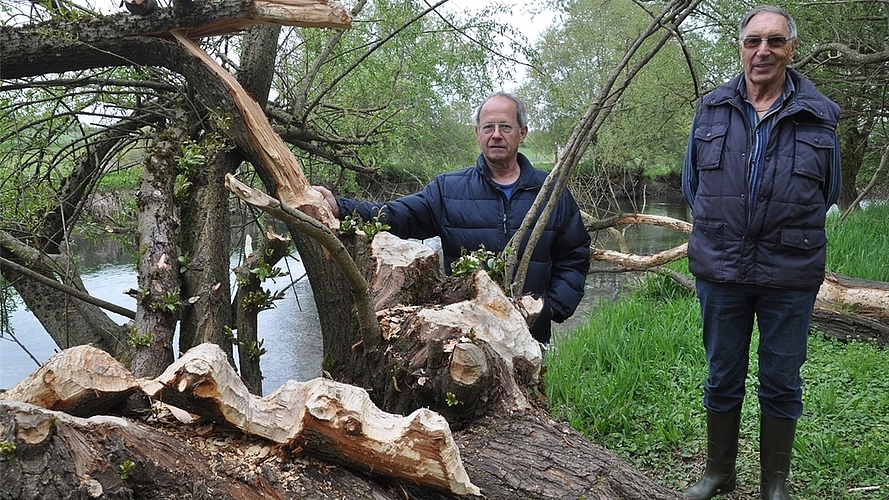 Fischenz-Mitinhaber Peter Schmid (links) und Fischer Heinz Keller vor Stämmen am Lorzeufer, die vom Biber «bearbeitet» wurden. (Bilder Werner Schneiter) Fischenz-Mitinhaber Peter Schmid (links) und Fischer Heinz Keller vor Stämmen am Lorzeufer, die vom Biber «bearbeitet» wurden. (Bilder Werner Schneiter)