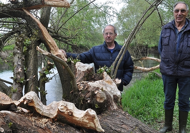 Fischenz-Mitinhaber Peter Schmid (links) und Fischer Heinz Keller vor Stämmen am Lorzeufer, die vom Biber «bearbeitet» wurden. (Bilder Werner Schneiter)