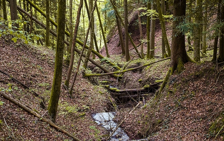 Natur pur - im Sihlwald ist diese allgegenwärtig. (Bilder Stiftung Wildnispark Zürich)