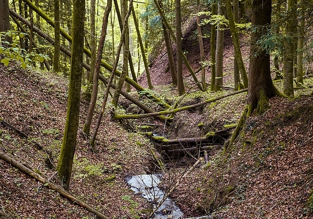 Natur pur - im Sihlwald ist diese allgegenwärtig. (Bilder Stiftung Wildnispark Zürich)
