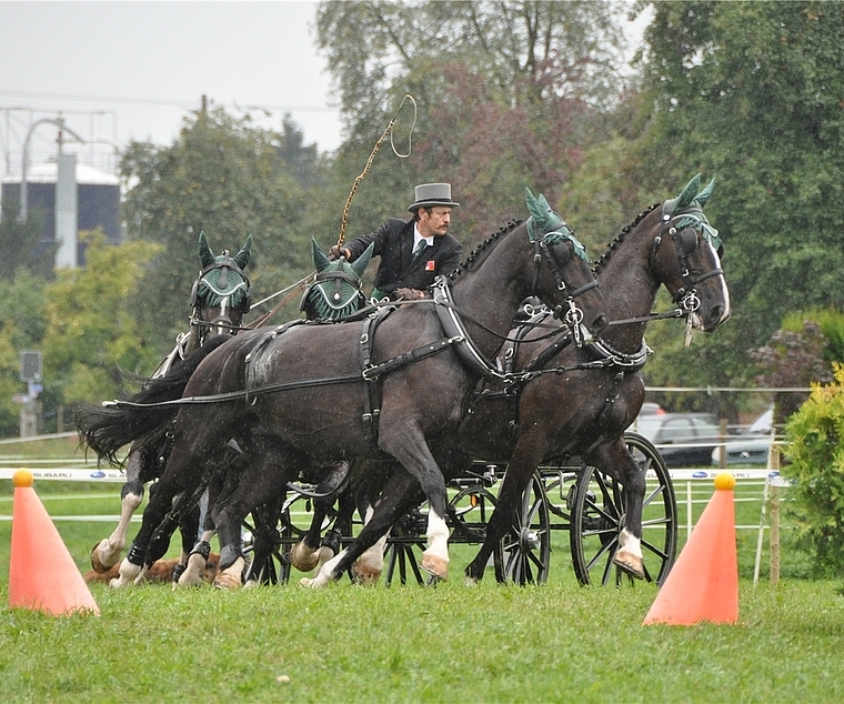 Elegantes Gespann und Dynamik: Hansheiri Weiss beim 1. nationalen Fahrturnier in Zwillikon. (Archivbild)
