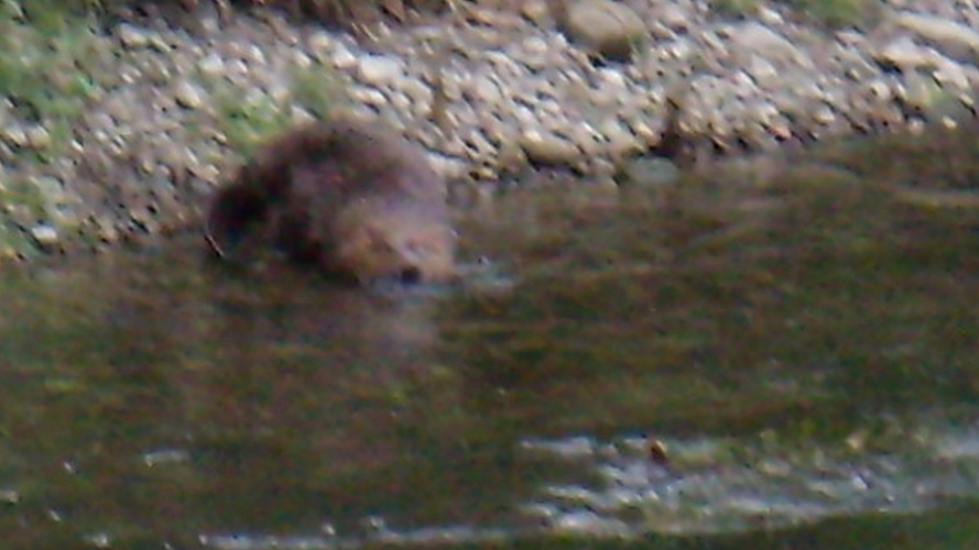 Ein Biber steigt ins Wasser. (Bild Peter Schmid) Ein Biber steigt ins Wasser. (Bild Peter Schmid)