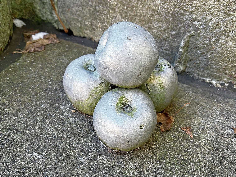 Fehlt hier eventuell ein Apfel – oder ist das eine Täuschung? (Bild zvg)