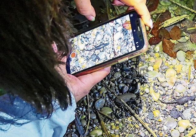 Abby Yee fotografiert stolz «ihren» Bergmolch, bevor sie ihn am Teich in die Freiheit entlässt. (Bilder Regula Zellweger)