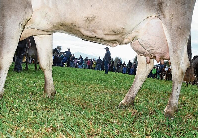 Ein gut aufgehängtes Euter ist ein wichtiges Beurteilungskriterium. (Bild Werner Schneiter)