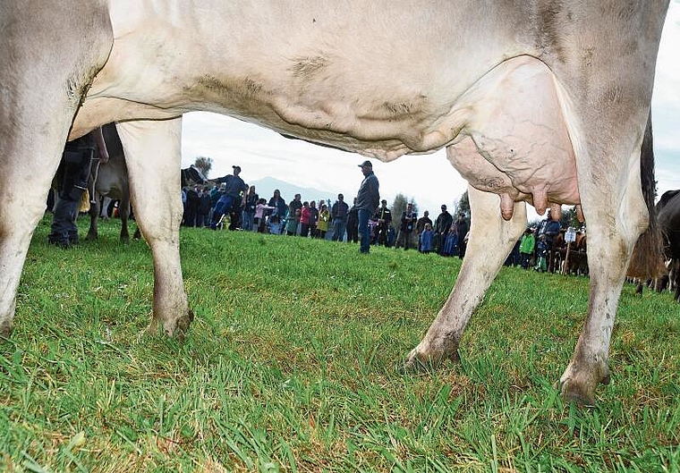 Ein gut aufgehängtes Euter ist ein wichtiges Beurteilungskriterium. (Bild Werner Schneiter)