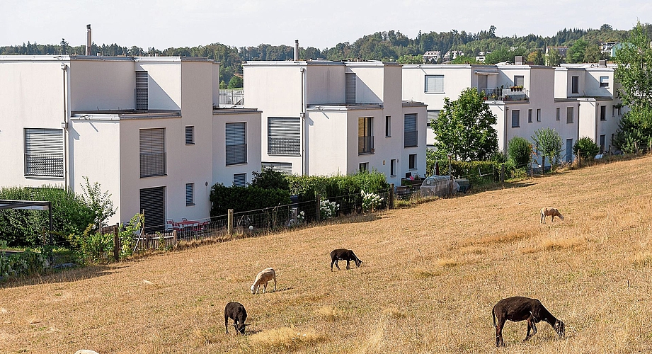 Schon länger kein frisches Gras mehr, aber zu essen finden sie dennoch fast immer etwas: Schafe auf einer Weide in Wettswil. Schon länger kein frisches Gras mehr, aber zu essen finden sie dennoch fast immer etwas: Schafe auf einer Weide in Wettswil.