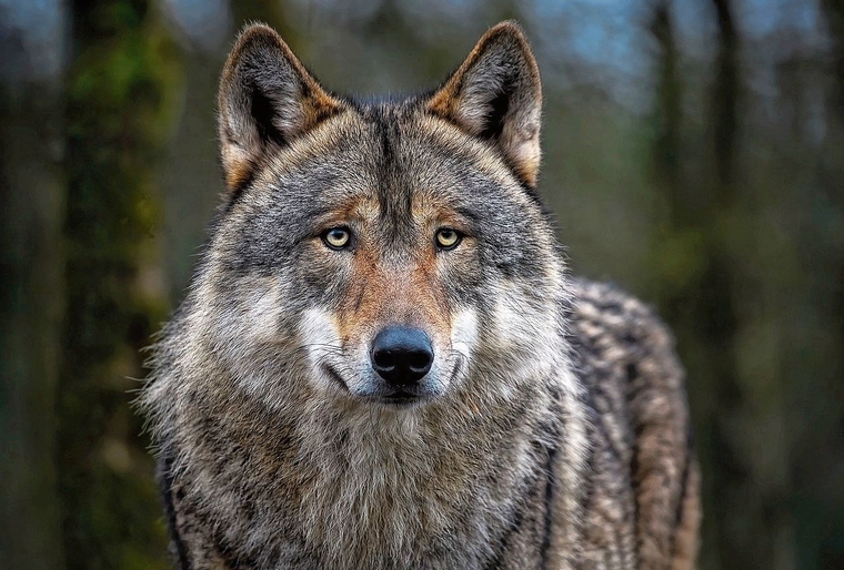 Ein Wolf im Amt? (Symbolbild Pixabay)