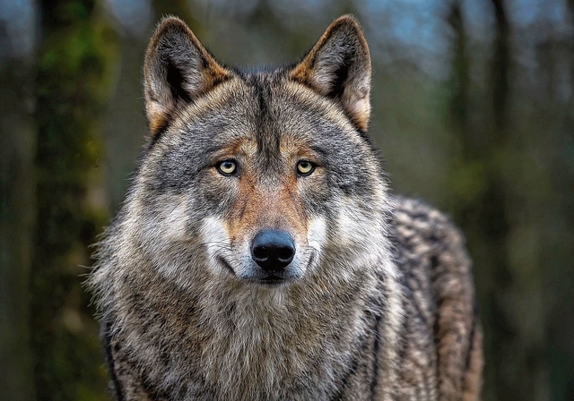 Ein Wolf im Amt? (Symbolbild Pixabay)