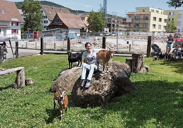 Das Geissen-Gehege am Breitenweg 4 erfreut sich grosser Beliebtheit und ist einer der immer rarer werdenden grünen Flecken in Affoltern (Mitte: Valérie John mit Geissbock Caramello, Nick (schwarze Ziege) und Alejandro). Dahinter das künftige Schö
