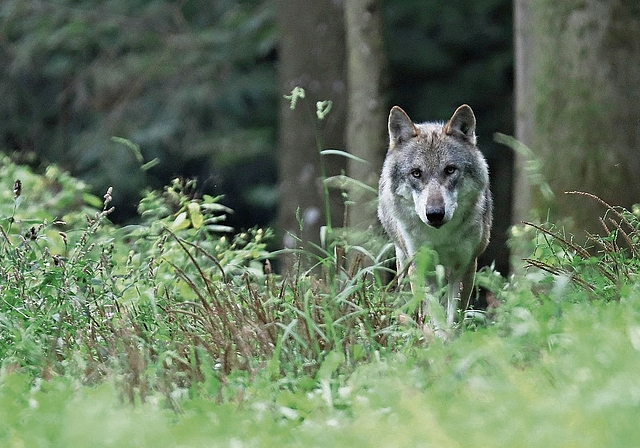Junge Wolfsrüden auf Reviersuche streifen gelegentlich durch die Region. (Bild Stefan Eichholzer)