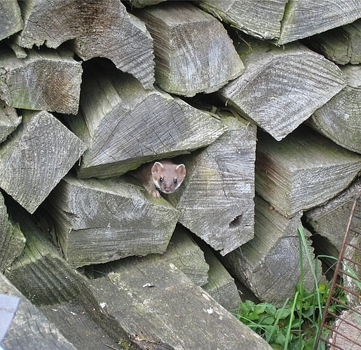 Neugieriges Wieseli. (Bild Eva Leumann, Ottenbach)
