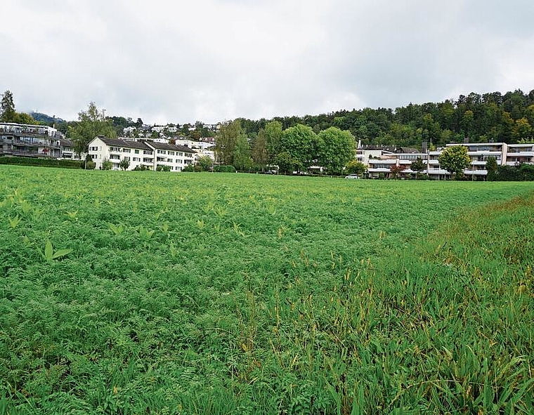 Auch hier im Gebiet Schachenweg/Bruggen in Wettswil wären gemäss dem räumlichen Entwicklungsleitbild dereinst Erneuerung und Weiterentwicklungen denkbar. (Bild Luc Müller)
