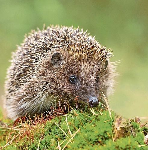 Ein Teil der rund 20 Ehrenamtlichen, die sich in Hedingen um die Igel kümmern werden. (Bilder zvg.)
