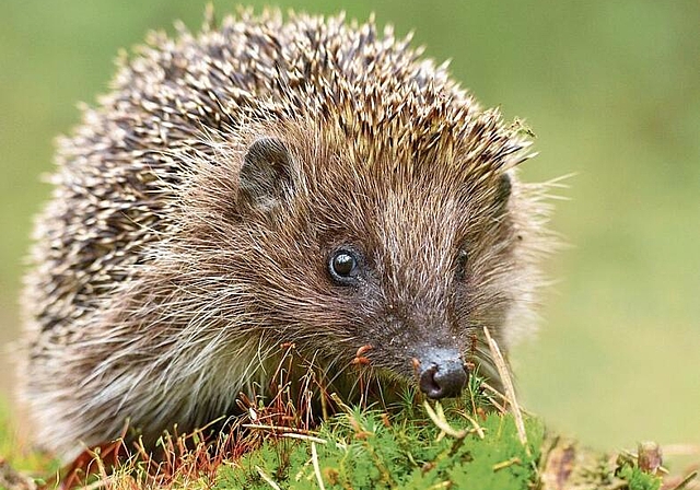 Ein Teil der rund 20 Ehrenamtlichen, die sich in Hedingen um die Igel kümmern werden. (Bilder zvg.)