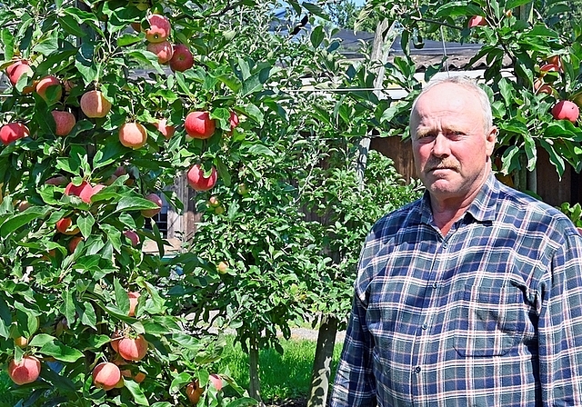 Grosse Ernteausfälle infolge Vogelfrass: Obstbauer Robert Huber mit sorgenvollem Blick. <em>(Bild Martin Mullis)</em>
