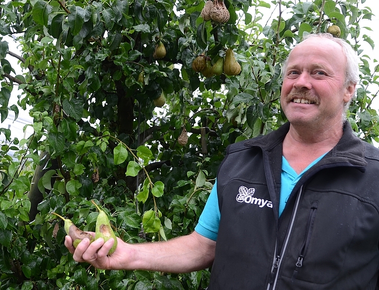 Trotz faulender Früchte noch etwas Galgenhumor: Robert Huber zeigt durch Vogelfrass verdorbene Birnen. (Bild Martin Mullis)