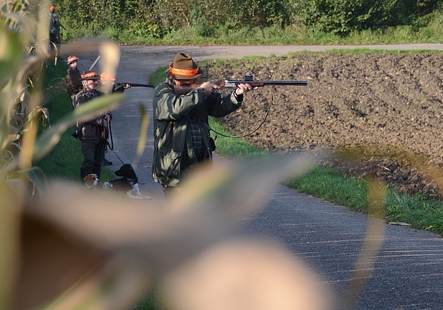 Auf der Rübenjagd: Jäger am Rande eines Maisfeldes. (Bild Martin Mullis)