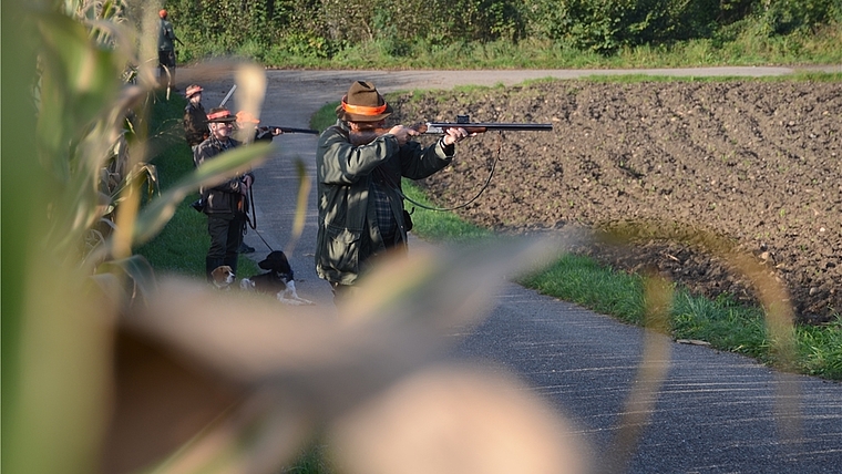 Auf der Rübenjagd: Jäger am Rande eines Maisfeldes. (Bild Martin Mullis)